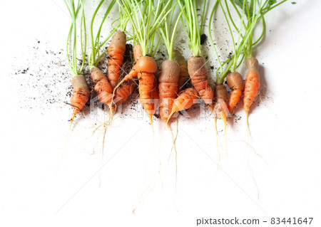 carrots with soil and green leaves on white carrots with soil and green leaves on white 83441647