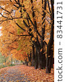 Alley in autumn fall 83441731