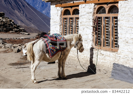 white horse with a beautiful saddle white horse with a beautiful saddle 83442212