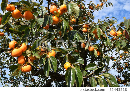 Orange persimmon fruit 83443218