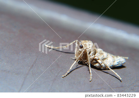 A type of fuyushaku (female) A type of fuyushaku (female) 83443229