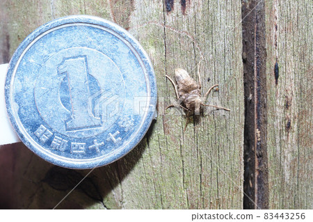 A kind of Alsophilinae (female) and a 1-yen coin 83443256