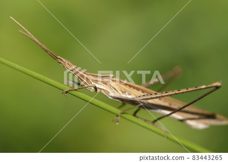 Grasshopper brown September 83443265