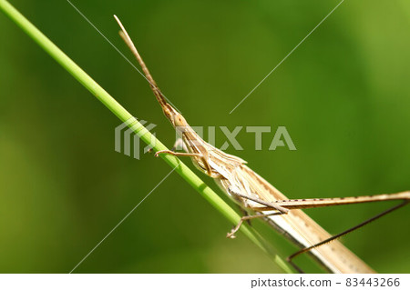 Grasshopper brown September Grasshopper brown September 83443266