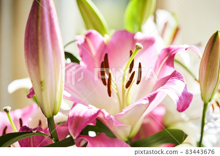 Pink lily flowers in full bloom 83443676