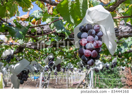 Katsunuma, Yamanashi Prefecture, Kyoho grape shelf Katsunuma, Yamanashi Prefecture, Kyoho grape shelf 83444168