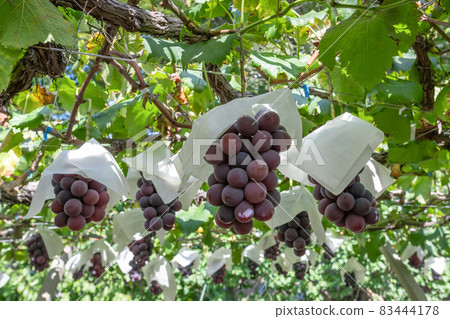 山梨縣勝沼市巨峰葡萄架 83444178