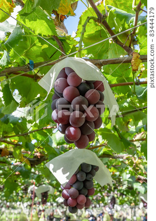 Katsunuma, Yamanashi Prefecture, Kyoho grape shelf Katsunuma, Yamanashi Prefecture, Kyoho grape shelf 83444179