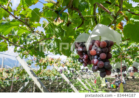Katsunuma, Yamanashi Prefecture, Kyoho grape shelf 83444187