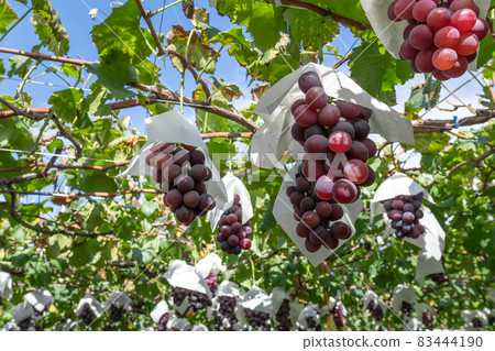 山梨縣勝沼市巨峰葡萄架 83444190