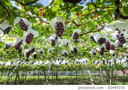 Katsunuma, Yamanashi Prefecture, Kyoho grape shelf 83444193