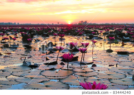 Sea of red water lilies (Tale Bua Dane) Sea of red water lilies (Tale Bua Dane) 83444240