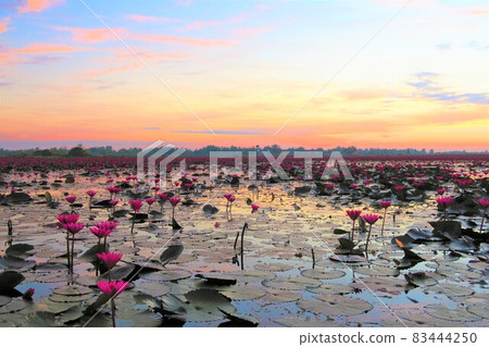 紅睡蓮之海(Tale Bua Dane) 紅睡蓮之海(Tale Bua Dane) 83444250