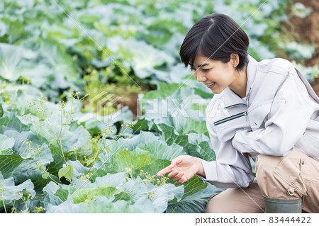 A woman in work clothes to grow cabbage 83444422