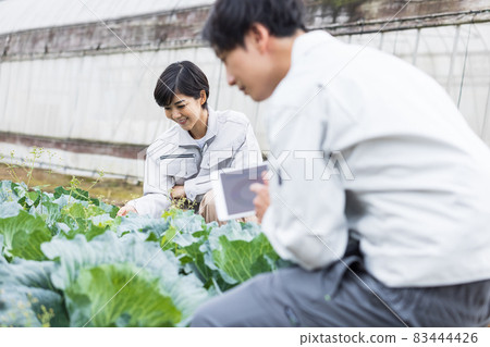Men and women in work clothes to grow cabbage 83444426