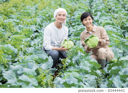 Young men and women raising cabbage 83444441