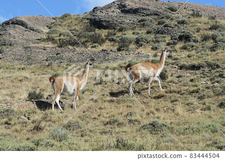 Torres del Paine National Park Torres del Paine National Park 83444504