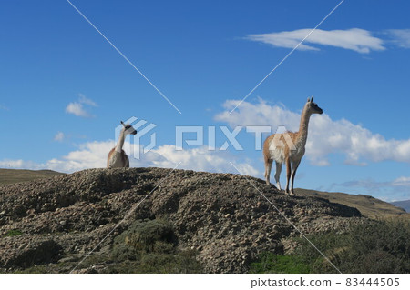 Torres del Paine National Park 83444505