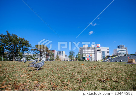 埼玉縣川口市秋季川口西口公園、草坪廣場和城市景觀 埼玉縣川口市秋季川口西口公園、草坪廣場和城市景觀 83444592