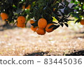 Mandarin oranges when eating 83445036