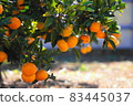 Mandarin orange in Suzuka 83445037