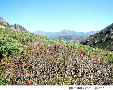 落葉花蓮和立山山脈 83445087