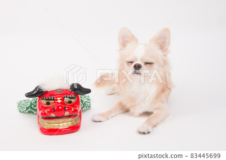 Small lion dance figurine and cream-colored long coat Chihuahua Small lion dance figurine and cream-colored long coat Chihuahua 83445699