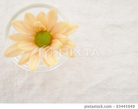 Yellow mum [Autumn] [Background] 83445849