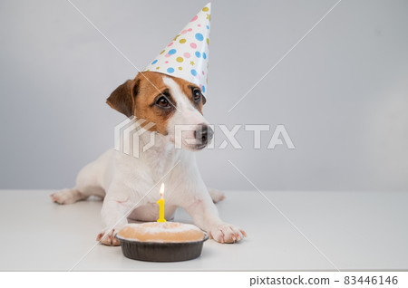 A cute dog in a festive cap sits in front of a cake with a burning candle number one. Jack russell terrier is celebrating his birthday A cute dog in a festive cap sits in front of a cake with a burning candle number one. Jack russell terrier is celebrating his birthday 83446146