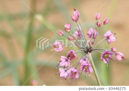 Rucks鮮花 Rucks鮮花 83446275