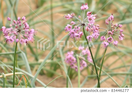 Rucks flowers Rucks flowers 83446277
