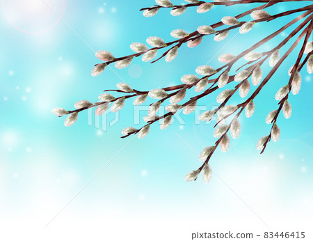 Watercolor pussy willow illustration blue background Watercolor pussy willow illustration blue background 83446415