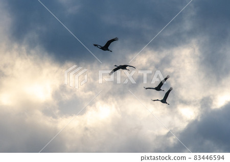 黎明時分的飛鶴，鹿兒島縣和泉市 83446594