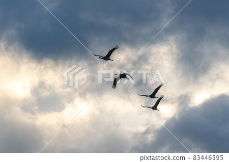 Flying cranes at dawn, Izumi, Kagoshima Prefecture 83446595