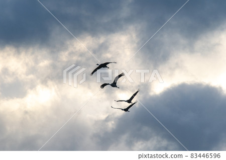 Flying cranes at dawn, Izumi, Kagoshima Prefecture 83446596