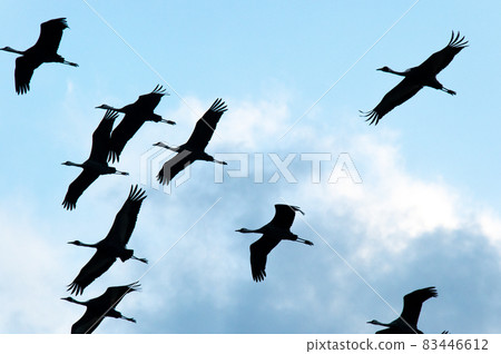 Flying cranes at dawn, Izumi, Kagoshima Prefecture 83446612