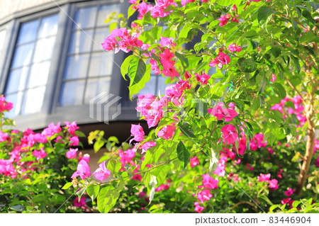Bougainvillea in full bloom (Raft Kuzu / Raft Kazura) Bougainvillea in full bloom (Raft Kuzu / Raft Kazura) 83446904