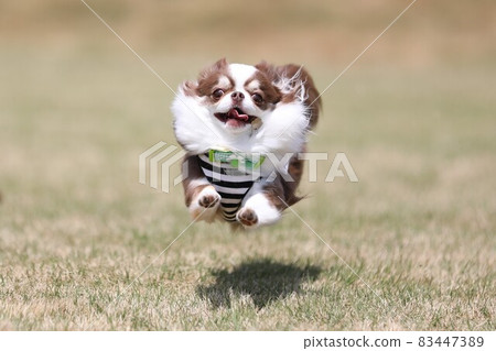 小狗玩得好 83447389