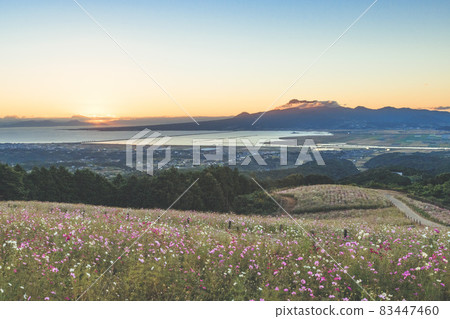 Shirakimine Plateau Nagasaki Isahaya Cosmos Sakura Rape blossoms 83447460