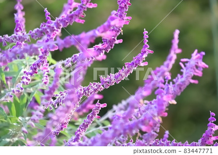 Purple amethyst sage (Mexican bush sage) 83447771