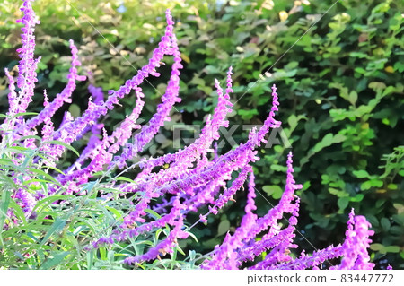Purple amethyst sage (Mexican bush sage) Purple amethyst sage (Mexican bush sage) 83447772