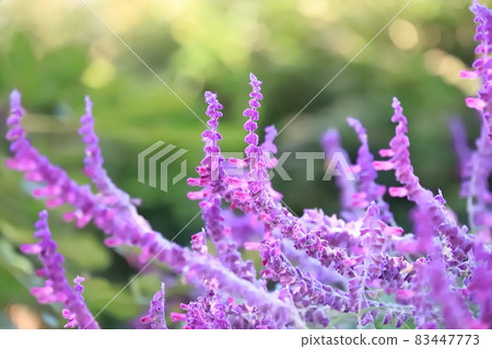 Purple amethyst sage (Mexican bush sage) Purple amethyst sage (Mexican bush sage) 83447773