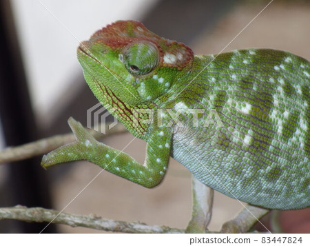 chameleon chameleon 83447824