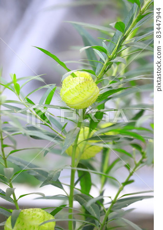 Balloon cotton (fusen and wota) Balloon cotton (fusen and wota) 83447944