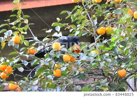 一隻烏鴉啄柿子 一隻烏鴉啄柿子 83448025