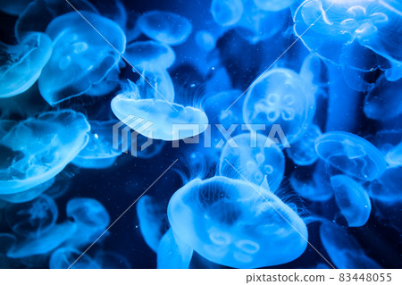 Jellyfish dance Jellyfish dance 83448055