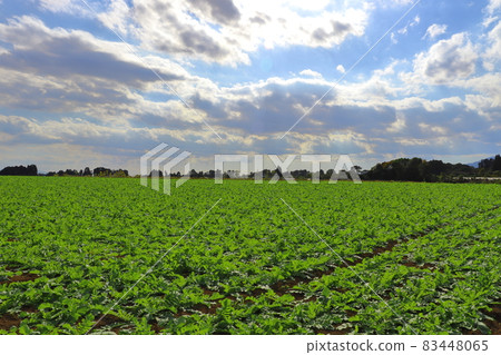 Autumn blue sky sun cloud field 83448065