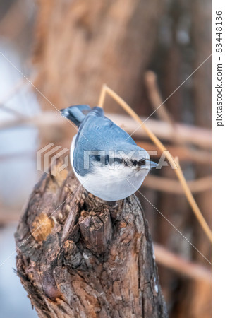 Eurasian nuthatch or wood nuthatch, lat. Sitta europaea, sitting on a tree branch with a blurred background. Eurasian nuthatch or wood nuthatch, lat. Sitta europaea, sitting on a tree branch with a blurred background. 83448136