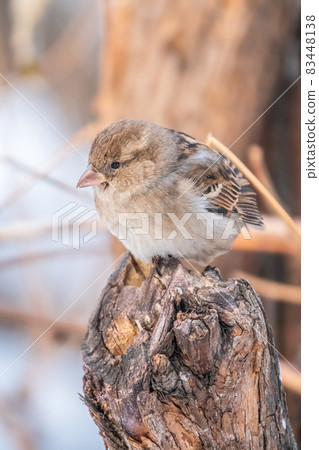 Sparrow sits on a branch without leaves. Sparrow sits on a branch without leaves. 83448138