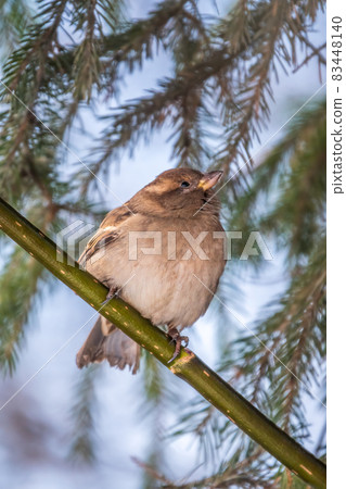 Sparrow sits on a fir branch in the sunset light. Sparrow sits on a fir branch in the sunset light. 83448140